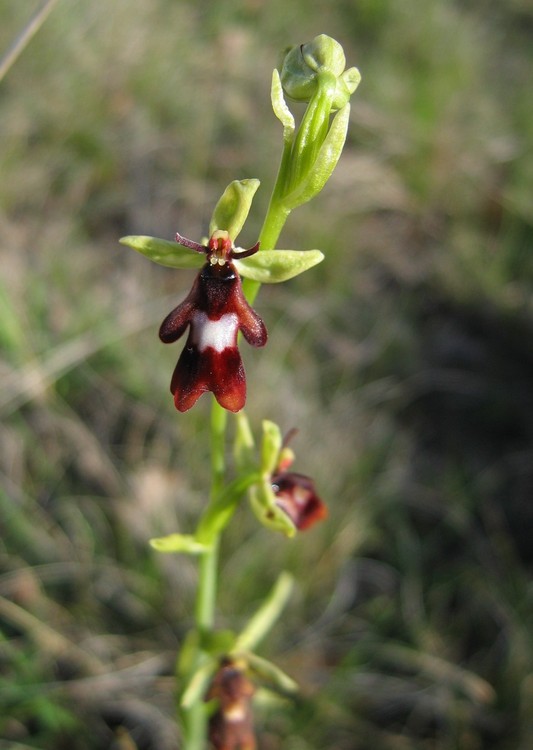 Ophrys insectifera